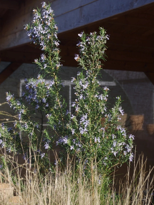 Salvia rosmarinus 'Miss Jessopp's Upright'