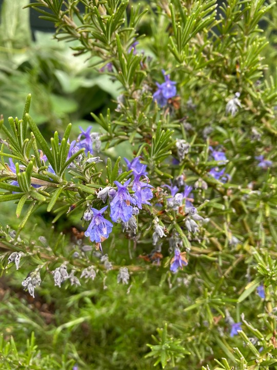 Salvia rosmarinus 'Tuscan Blue'