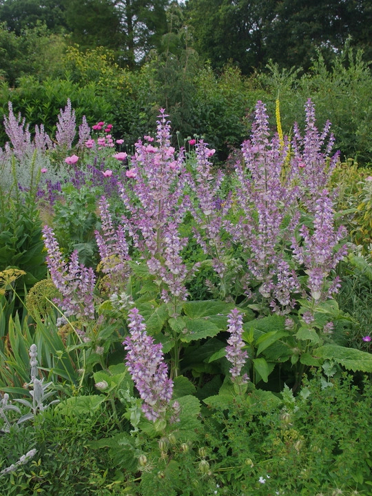 Salvia sclarea var. turkestanica