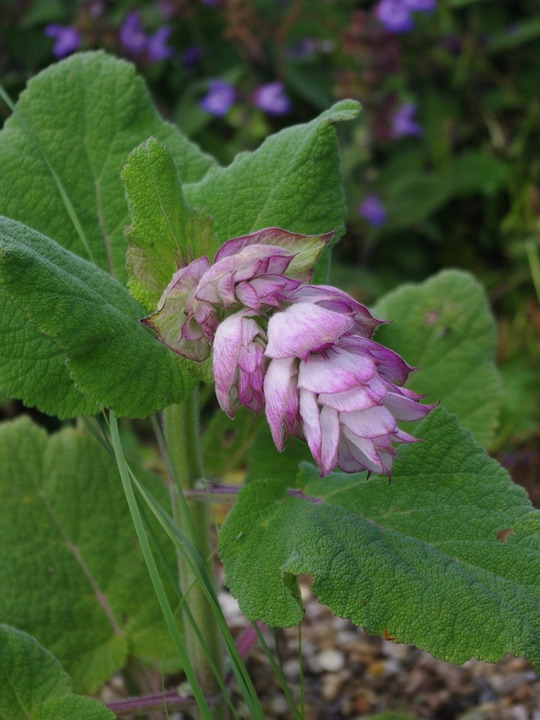Salvia sclarea var. turkestanica