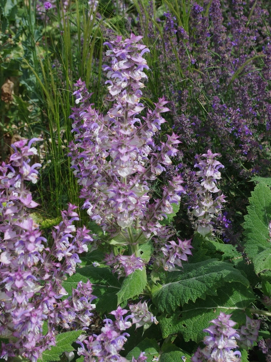 Salvia sclarea var. turkestanica