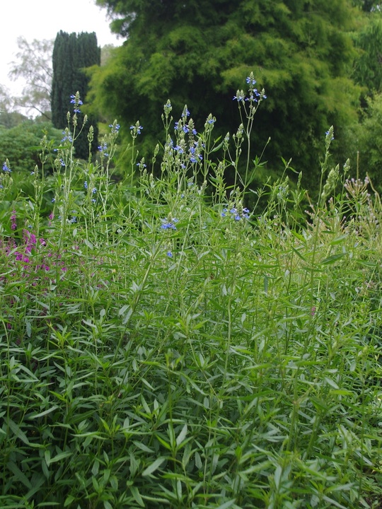 Salvia uliginosa