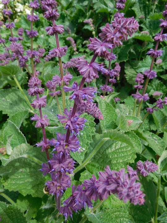 Salvia verticillata 'Purple Rain'