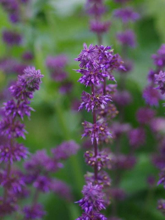 Salvia verticillata 'Purple Rain'