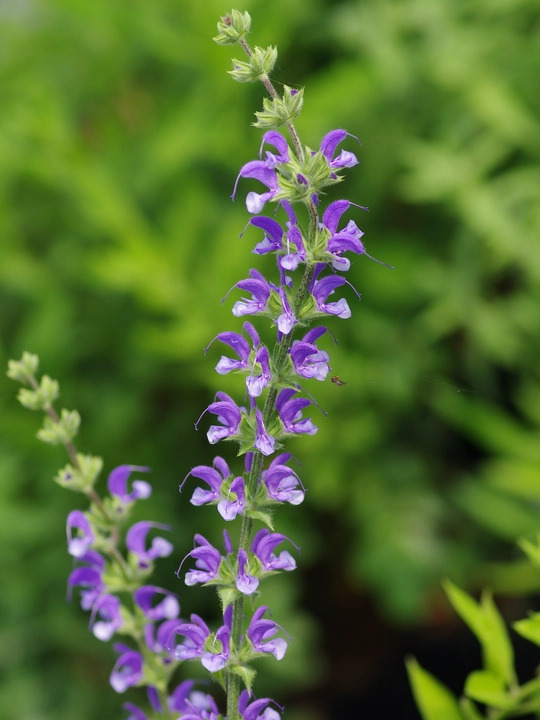 Salvia virgata