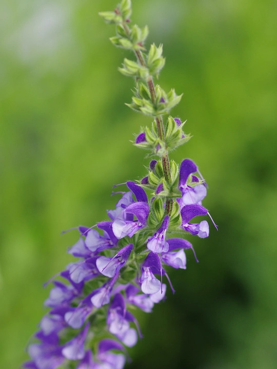 Salvia virgata