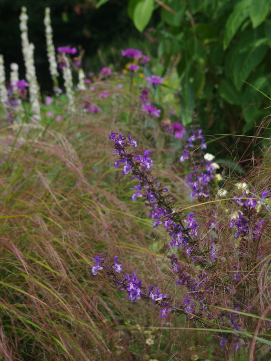 Salvia virgata