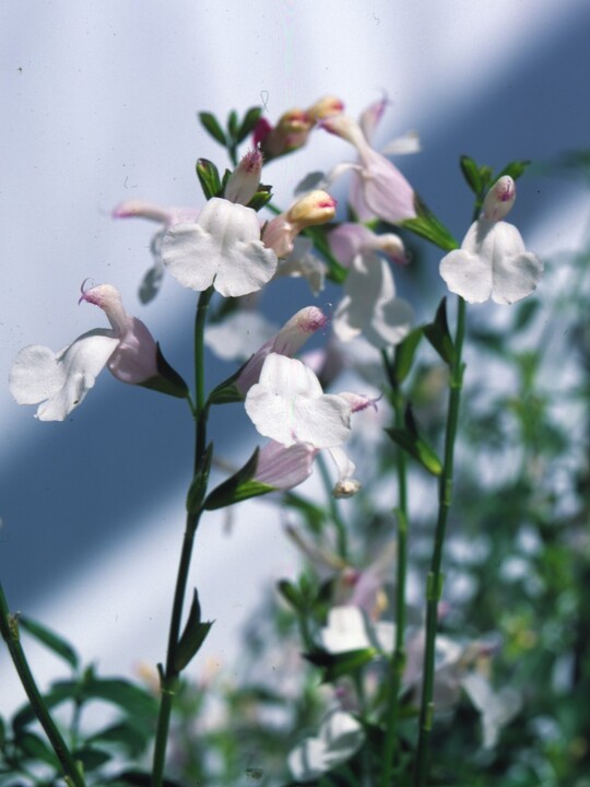Salvia x jamensis 'Trebah'