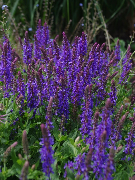 Salvia x superba 