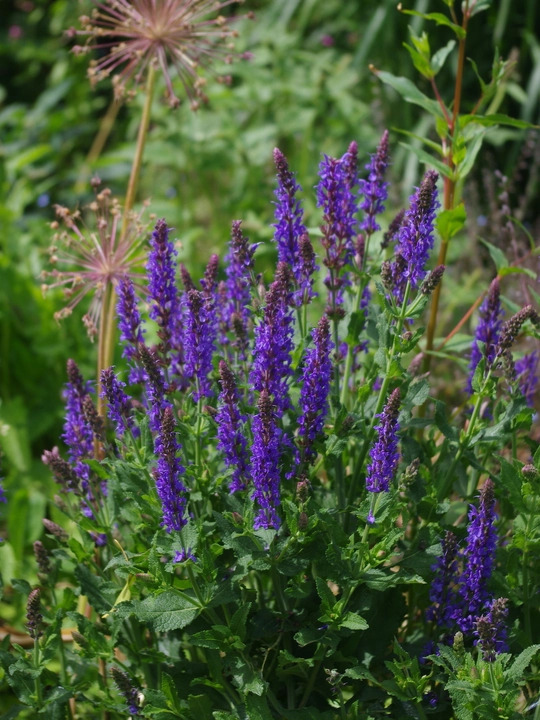 Salvia x superba 