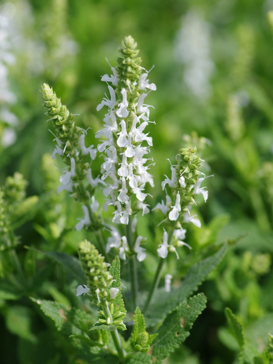 Salvia x sylvestris 'Schneeh&uuml;gel'