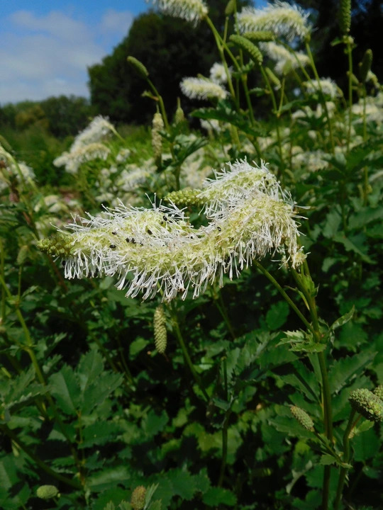 Sanguisorba albiflora