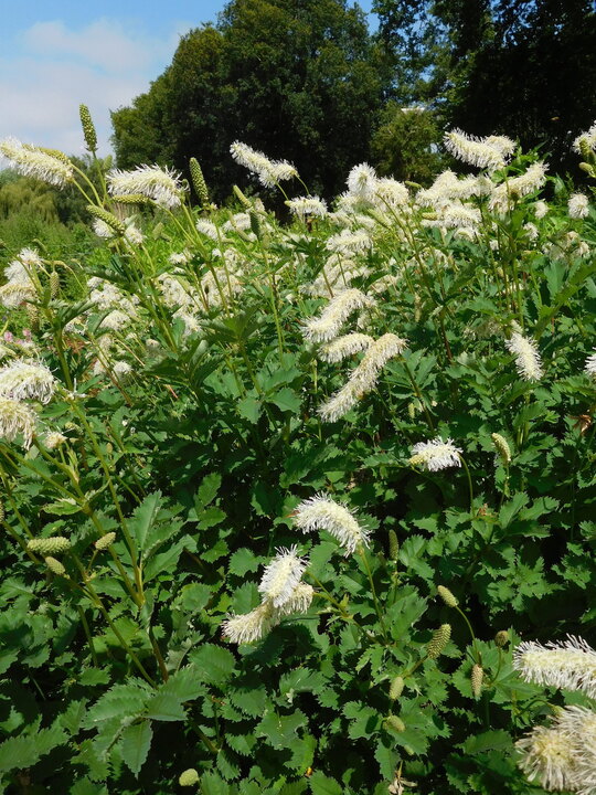 Sanguisorba albiflora