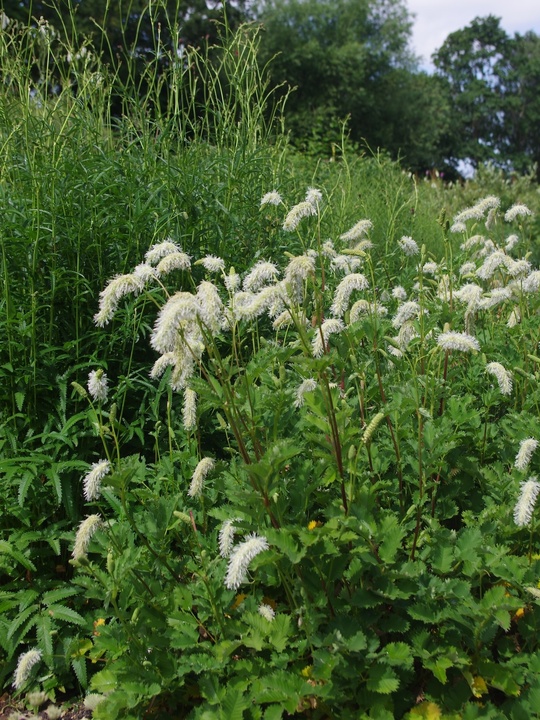 Sanguisorba albiflora