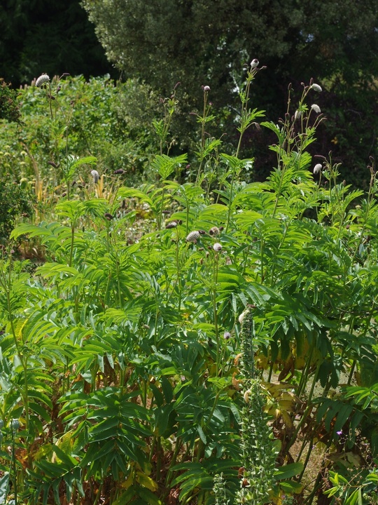 Sanguisorba 'Frilly Green'