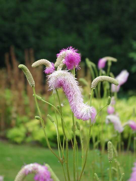 Sanguisorba 'Candy Floss'