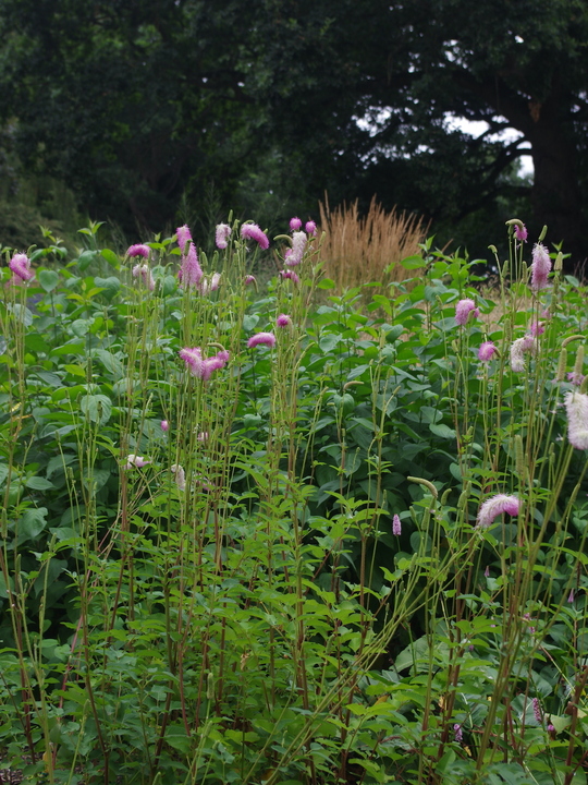 Sanguisorba 'Candy Floss'