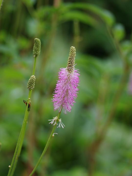 Sanguisorba 'Candy Floss'