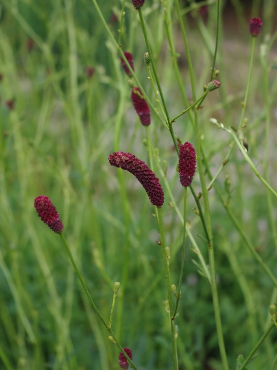 Sanguisorba 'Cangshan Cranberry'