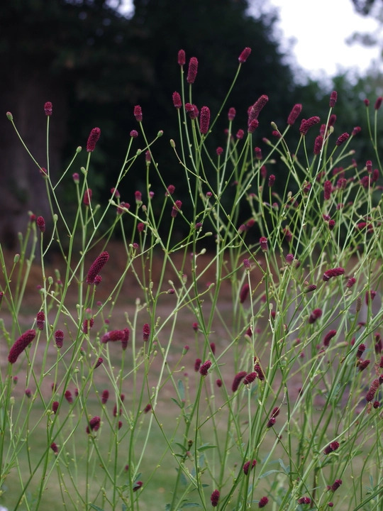 Sanguisorba 'Cangshan Cranberry'