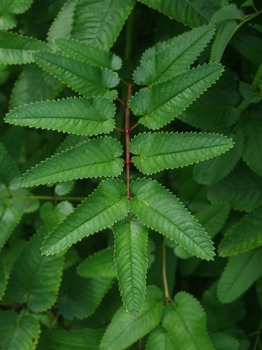 Sanguisorba hakusanensis