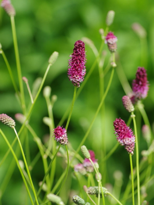 Sanguisorba officinalis