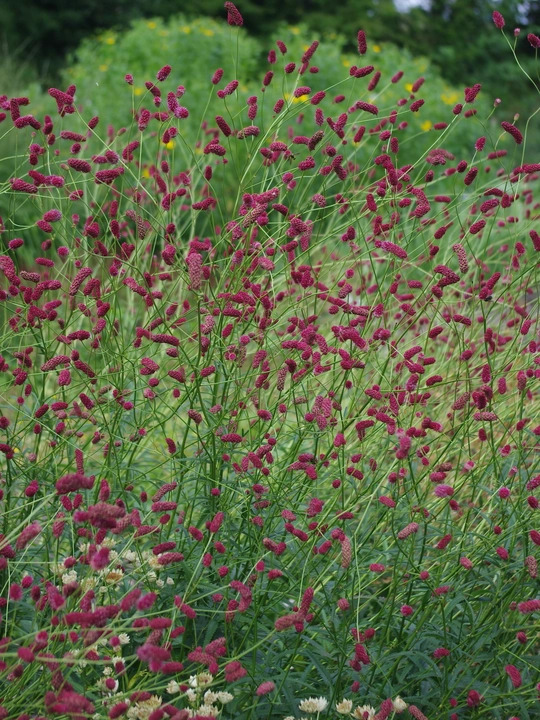 Sanguisorba officinalis
