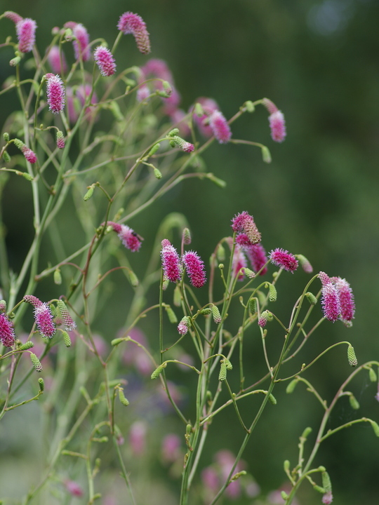 Sanguisorba 'Pink September'