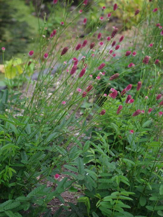 Sanguisorba 'Prim & Proper'