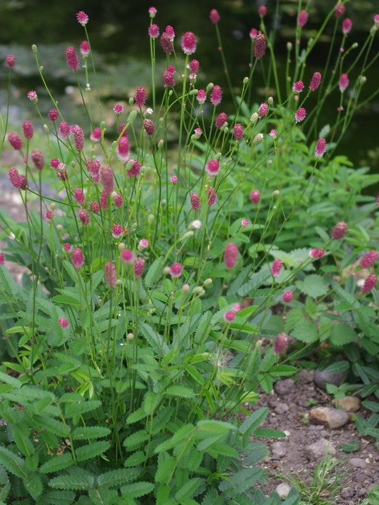 Sanguisorba 'Prim & Proper'