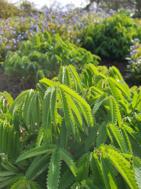 Sanguisorba tenuifolia