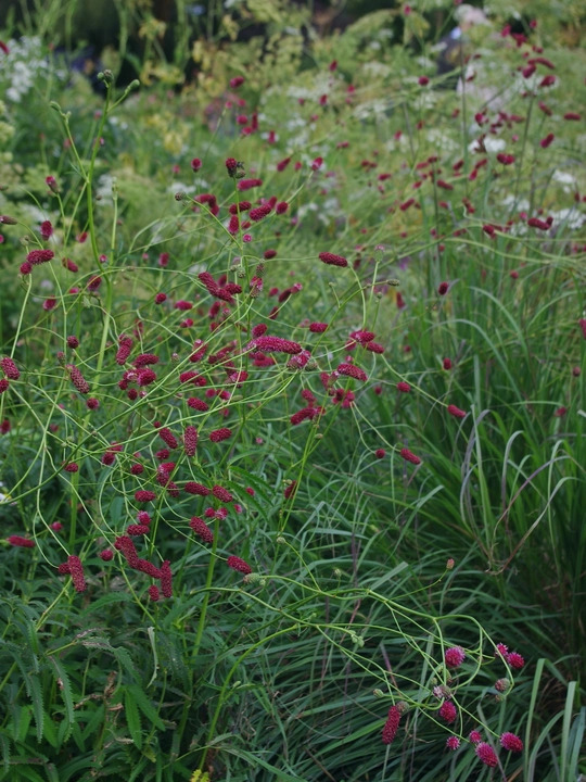 Sanguisorba tenuifolia