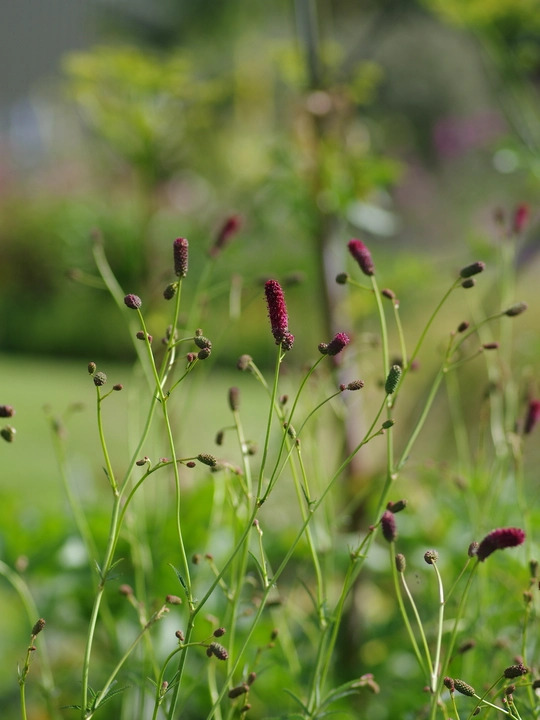 Sanguisorba tenuifolia