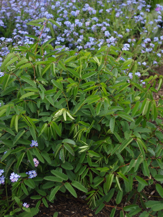 Sanguisorba tenuifolia 'Pieters'