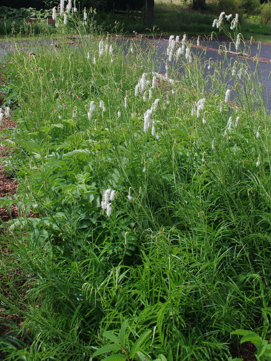 Sanguisorba tenuifolia var. alba