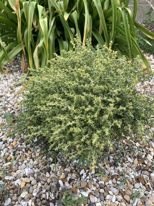 Santolina chamaecyparissus subsp. squarrosa