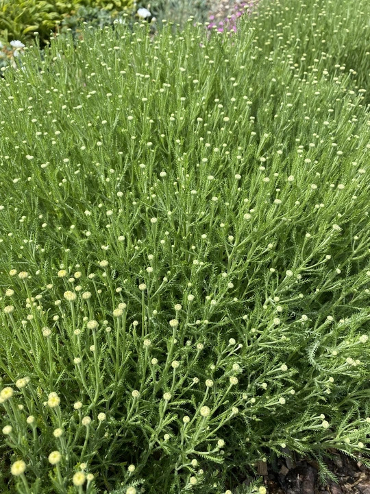 Santolina pinnata subsp. neapolitana 'Edward Bowles'