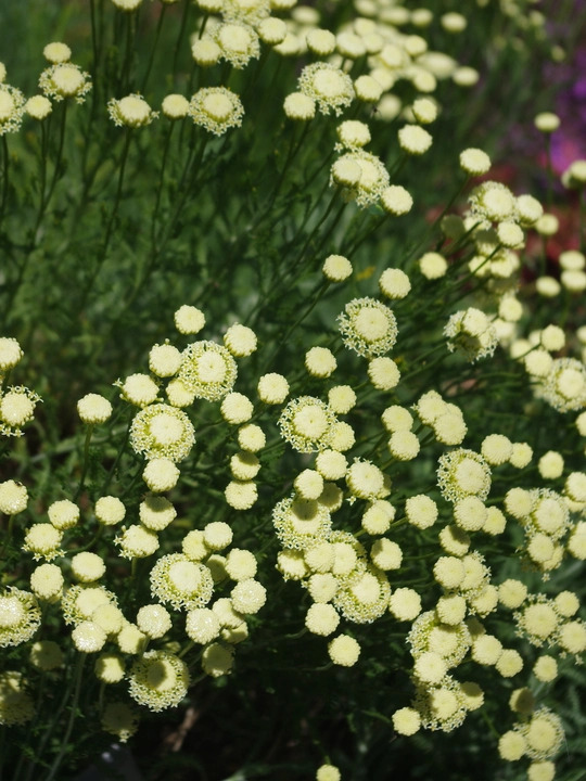 Santolina pinnata subsp. neapolitana 'Edward Bowles'