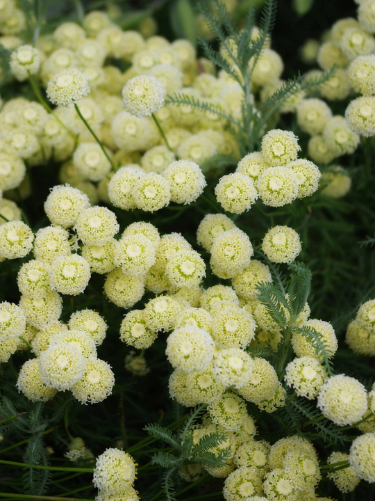 Santolina pinnata subsp. neapolitana