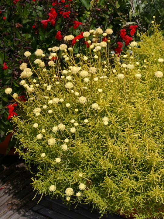 Santolina rosmarinifolia 'Lemon Fizz'