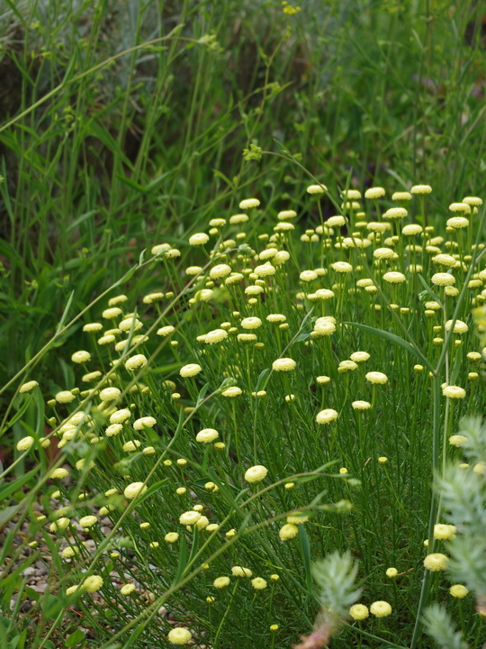 Santolina rosmarinifolia subsp. rosmarinifolia 'Primrose Gem'