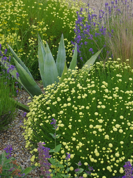 Santolina rosmarinifolia subsp. rosmarinifolia 'Primrose Gem'