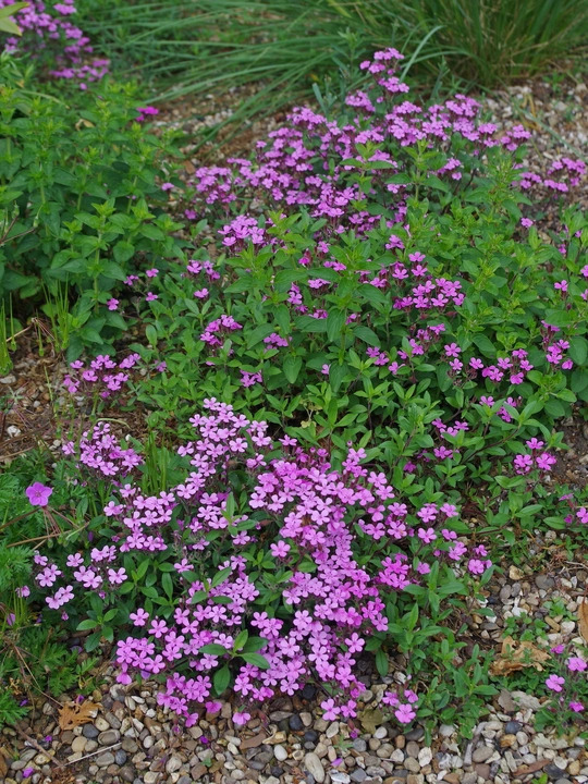 Saponaria ocymoides