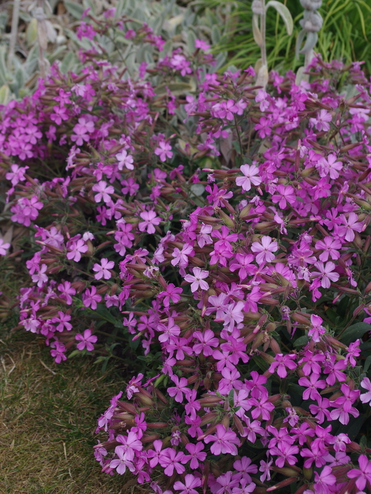 Saponaria × lempergii 'Fritz Lemperg'