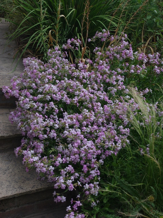 Saponaria &times; lempergii 'Max Frei'
