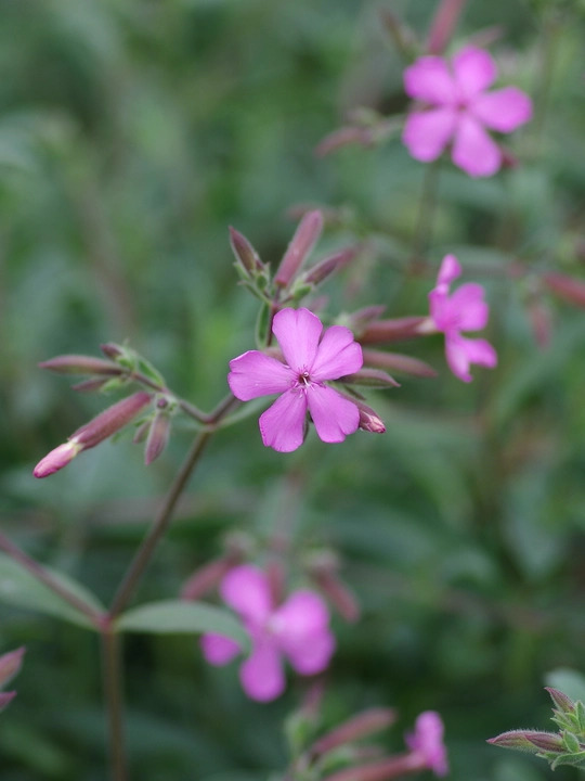 Saponaria &times; lempergii 'Max Frei'
