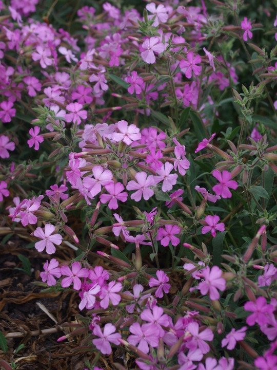 Saponaria &times; lempergii 'Max Frei'