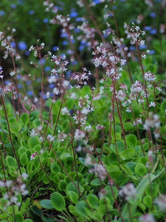 Saxifraga 'Dentata'