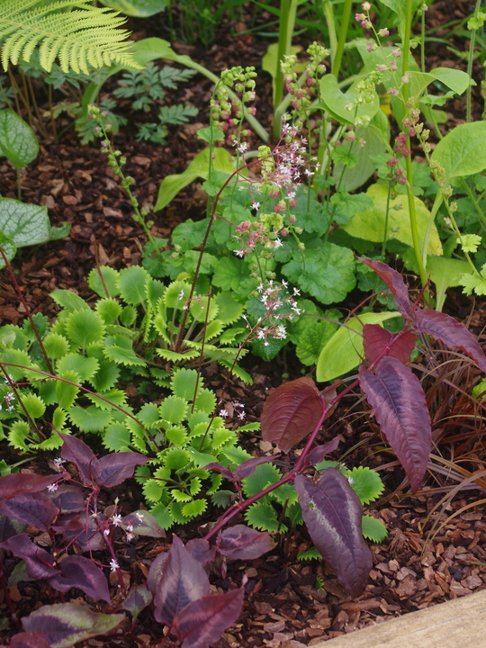 Saxifraga 'Dentata'