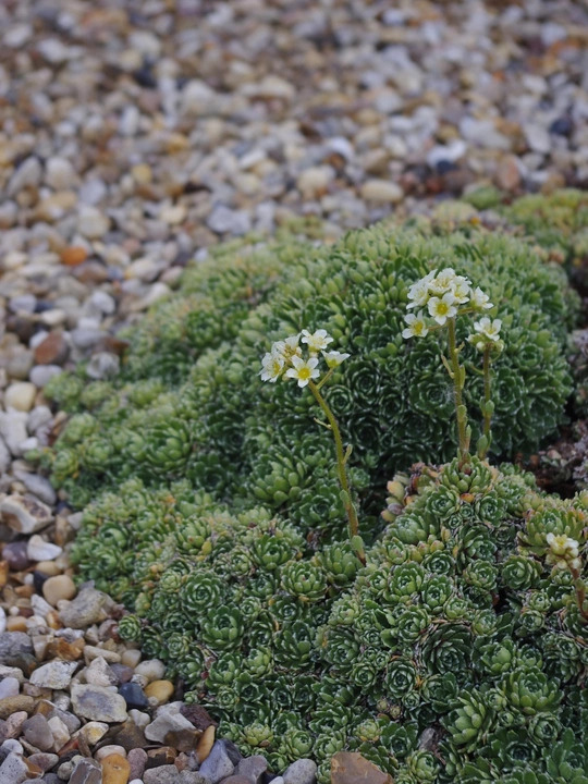 Saxifraga Encrusted Form
